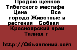 Продаю щенков Тибетского мастифа › Цена ­ 45 000 - Все города Животные и растения » Собаки   . Красноярский край,Талнах г.